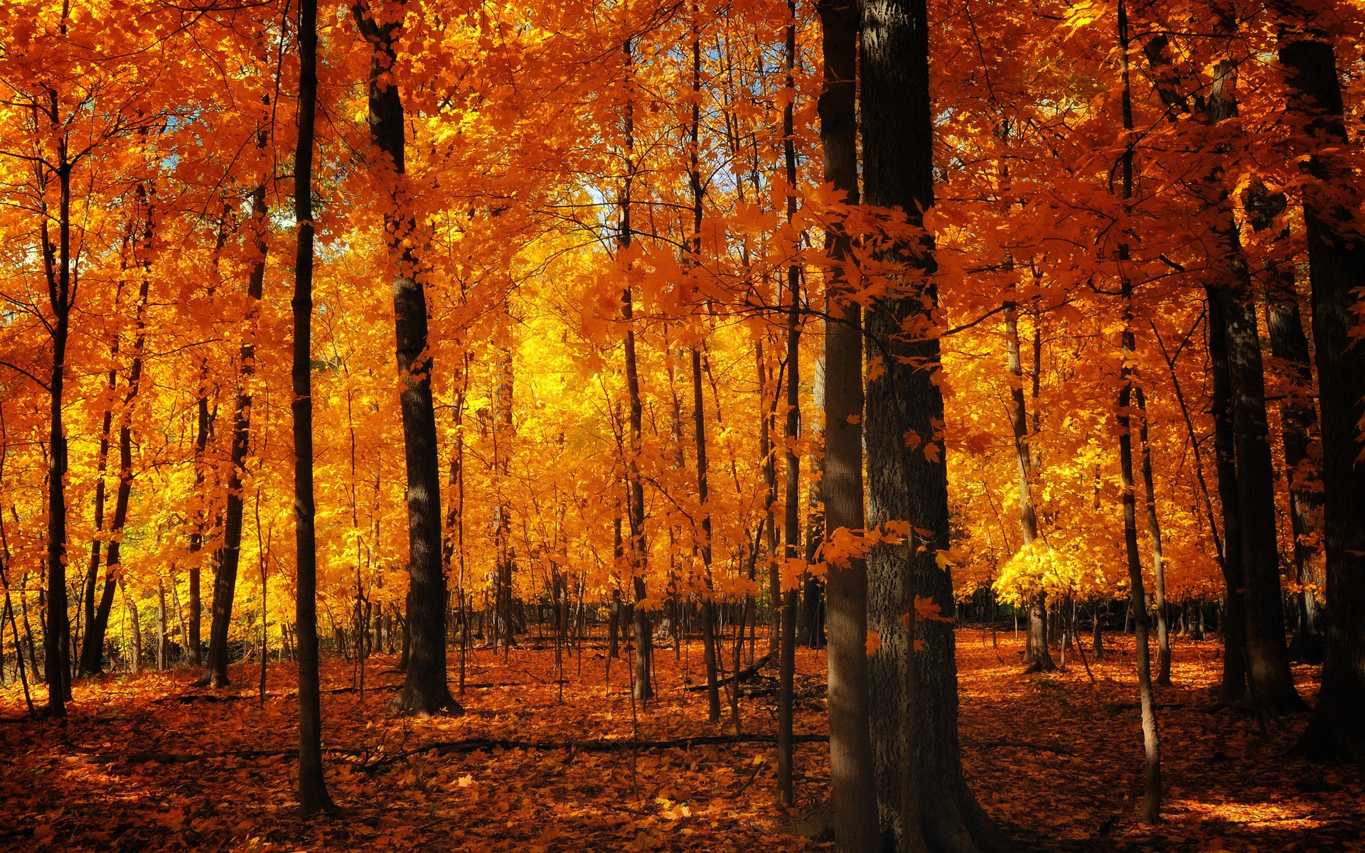 Bộ sưu tập hình nền mùa thu lá vàng đẹp và lãng mạn nhất - [Kích thước hình ảnh: 1920x1200 px]