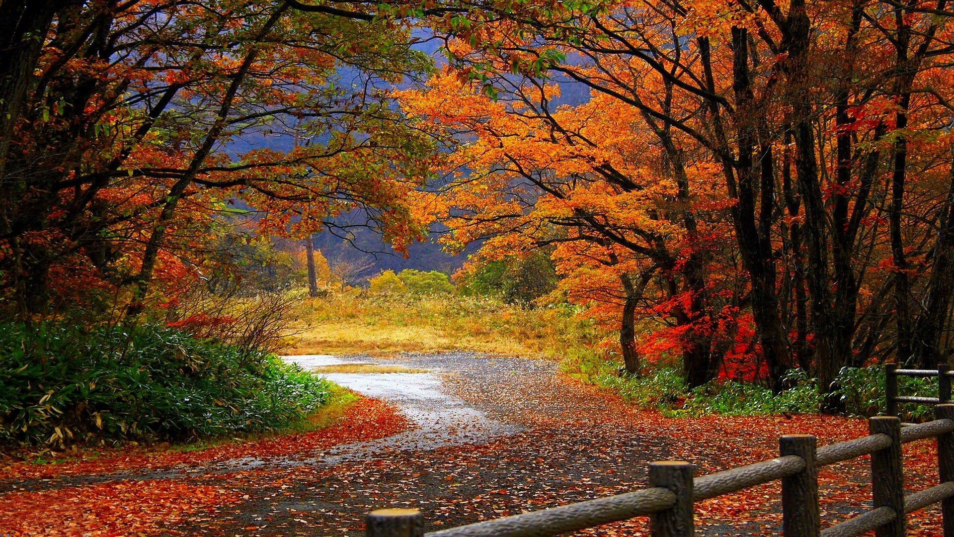 Bộ sưu tập hình nền mùa thu lá vàng đẹp và lãng mạn nhất - [Kích thước hình ảnh: 1920x1080 px]