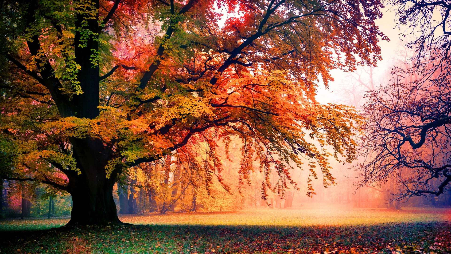 Bộ sưu tập hình nền mùa thu lá vàng đẹp và lãng mạn nhất - [Kích thước hình ảnh: 1920x1080 px]