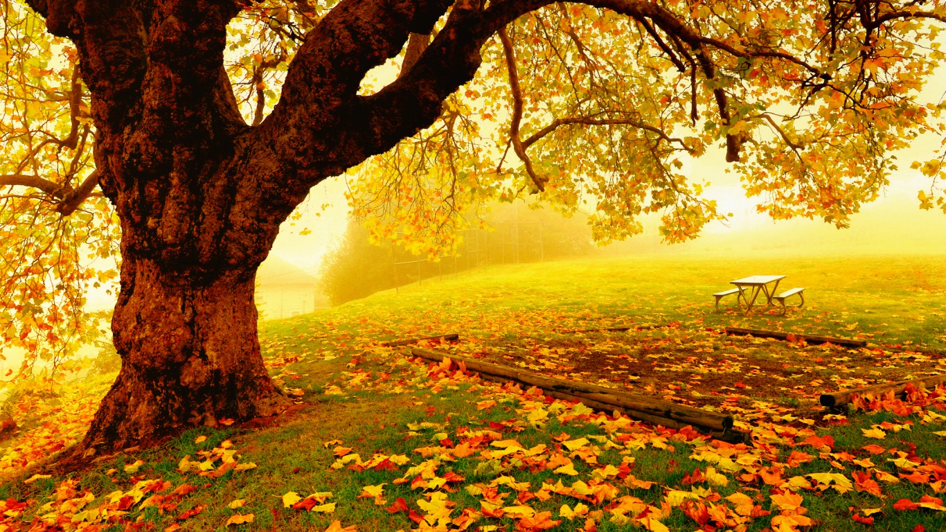 Bộ sưu tập hình nền mùa thu lá vàng đẹp và lãng mạn nhất - [Kích thước hình ảnh: 1366x768 px]