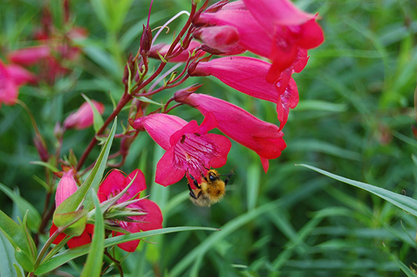Tổng hợp những hình ảnh đẹp nhất về hoa son môi - [Kích thước hình ảnh: 600x399 px]