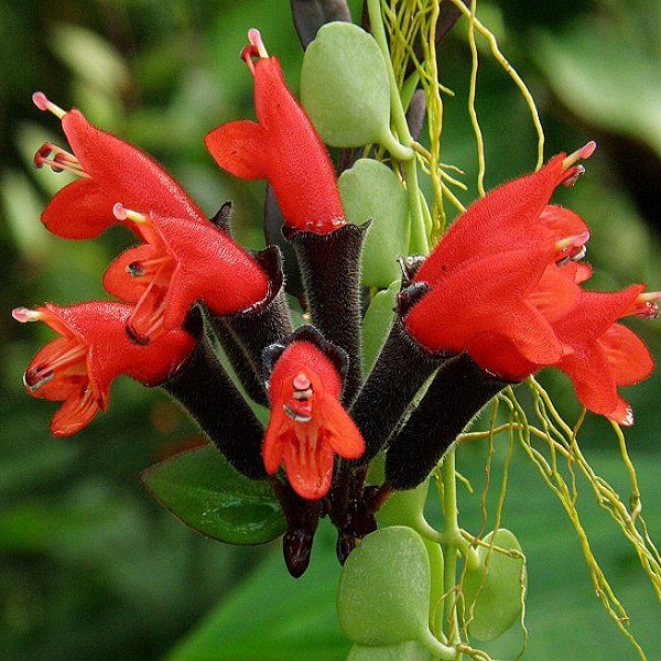 Tổng hợp những hình ảnh đẹp nhất về hoa son môi - [Kích thước hình ảnh: 600x600 px]