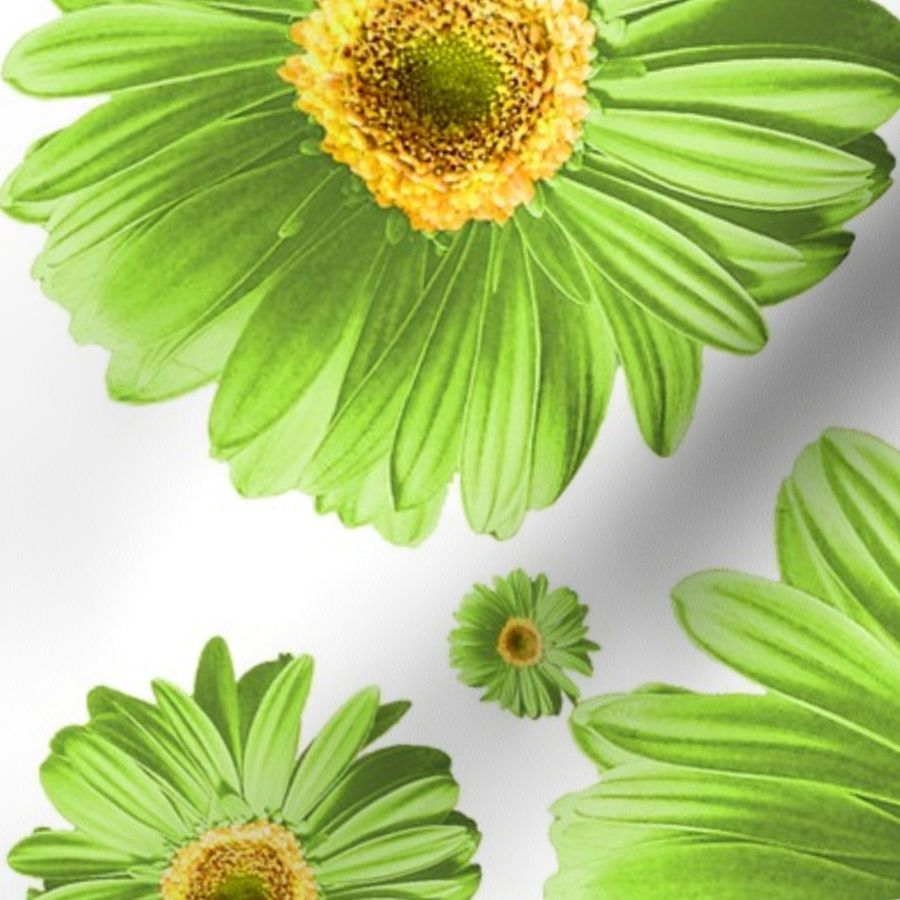 Tuyển tập hình ảnh hoa cúc xanh đẹp nhất - [Kích thước hình ảnh: 900x900 px]