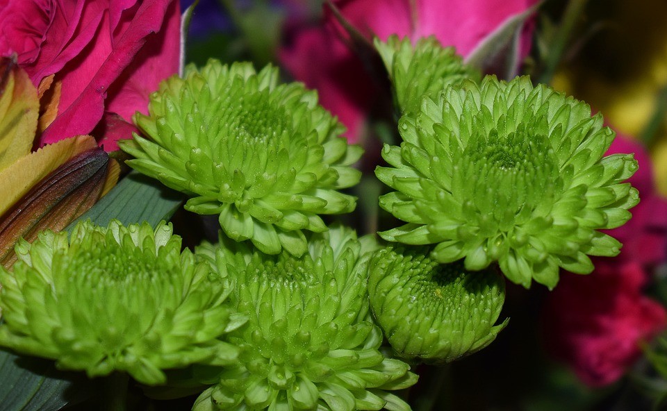 Tuyển tập hình ảnh hoa cúc xanh đẹp nhất - [Kích thước hình ảnh: 960x592 px]