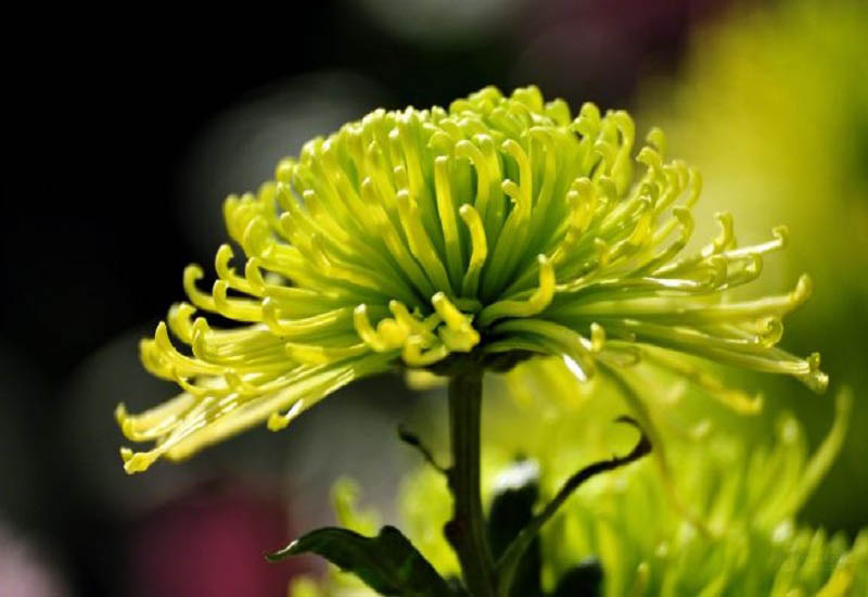 Tuyển tập hình ảnh hoa cúc xanh đẹp nhất - [Kích thước hình ảnh: 800x550 px]