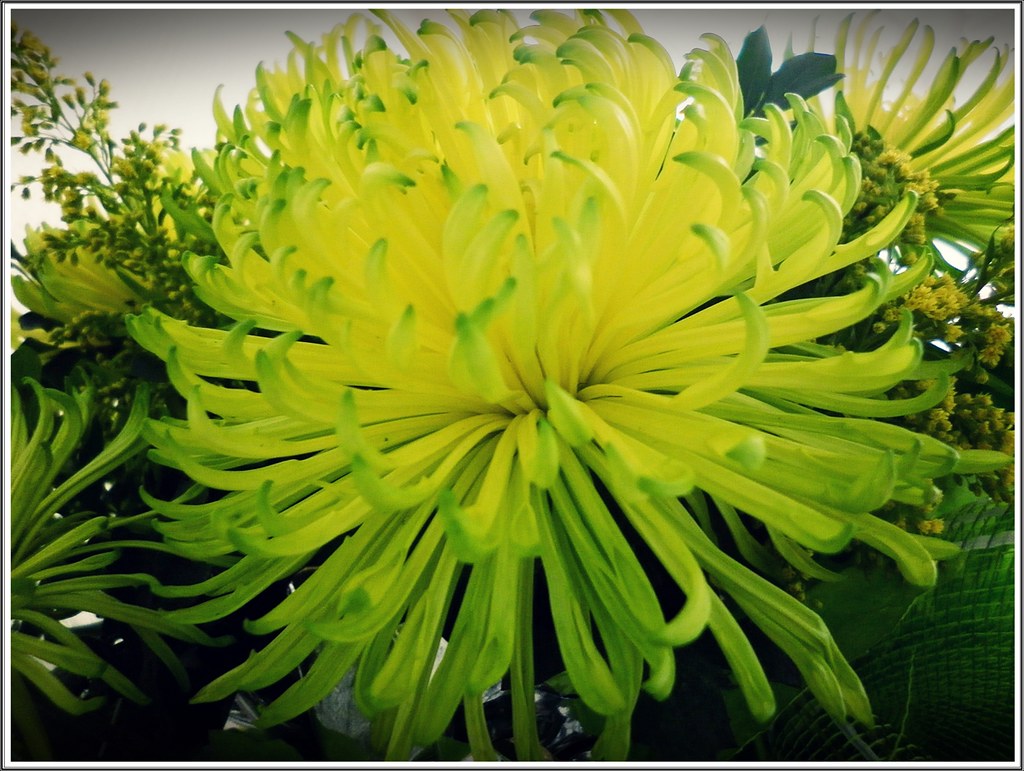 Tuyển tập hình ảnh hoa cúc xanh đẹp nhất - [Kích thước hình ảnh: 1024x771 px]