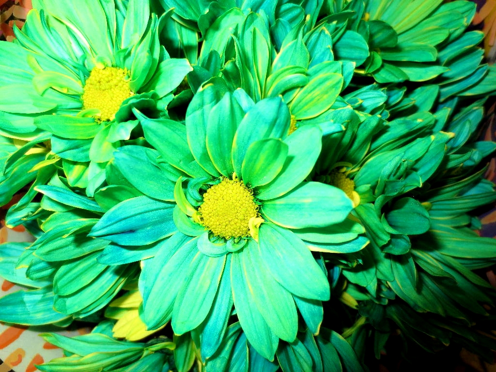 Tuyển tập hình ảnh hoa cúc xanh đẹp nhất - [Kích thước hình ảnh: 1024x768 px]
