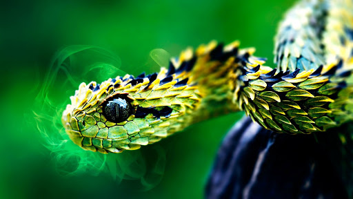 Bộ hình nền loài rắn đẹp độc lạ và ấn tượng nhất thế giới - [Kích thước hình ảnh: 512x288 px]