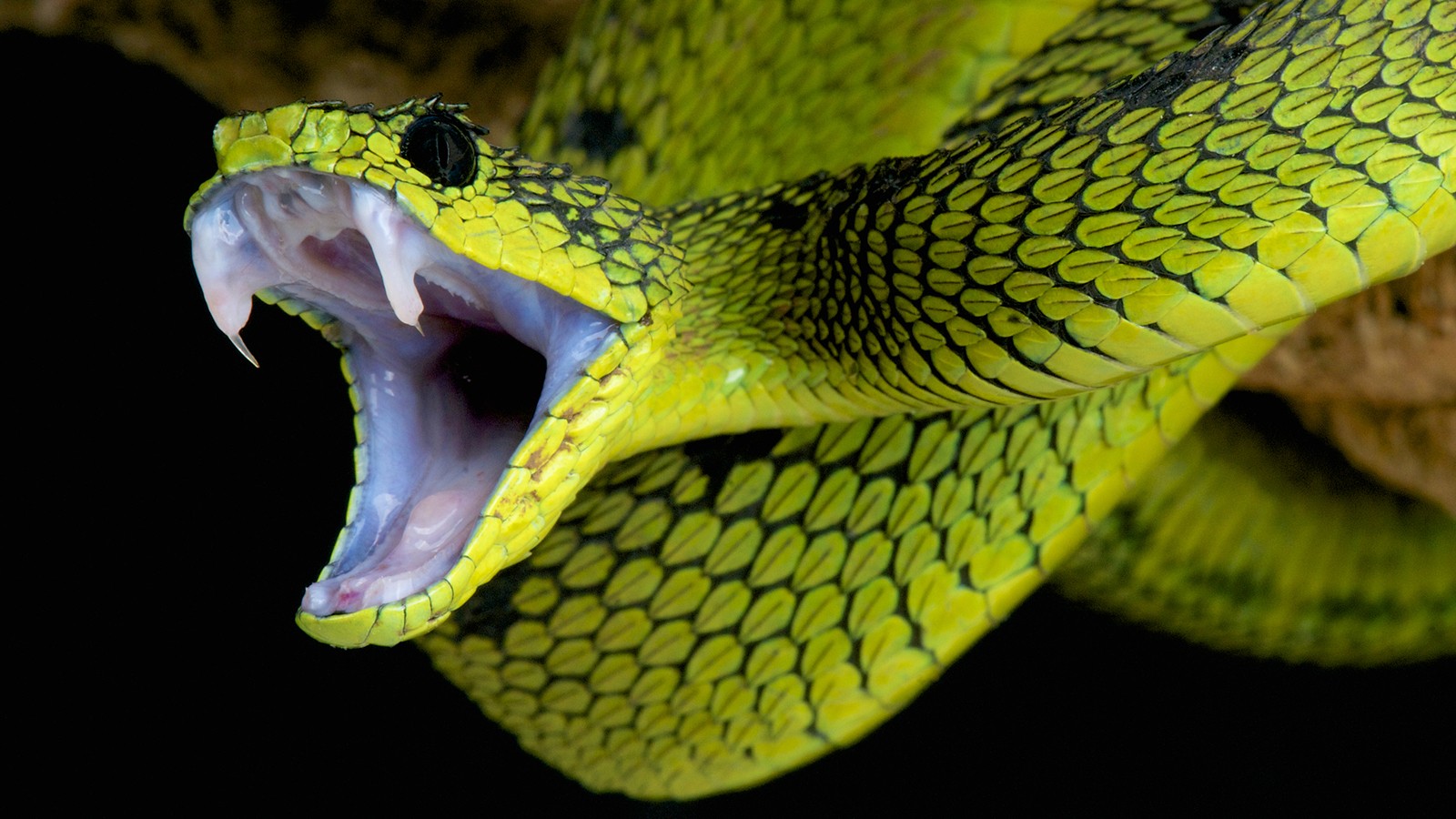 Bộ hình nền loài rắn đẹp độc lạ và ấn tượng nhất thế giới - [Kích thước hình ảnh: 1600x900 px]