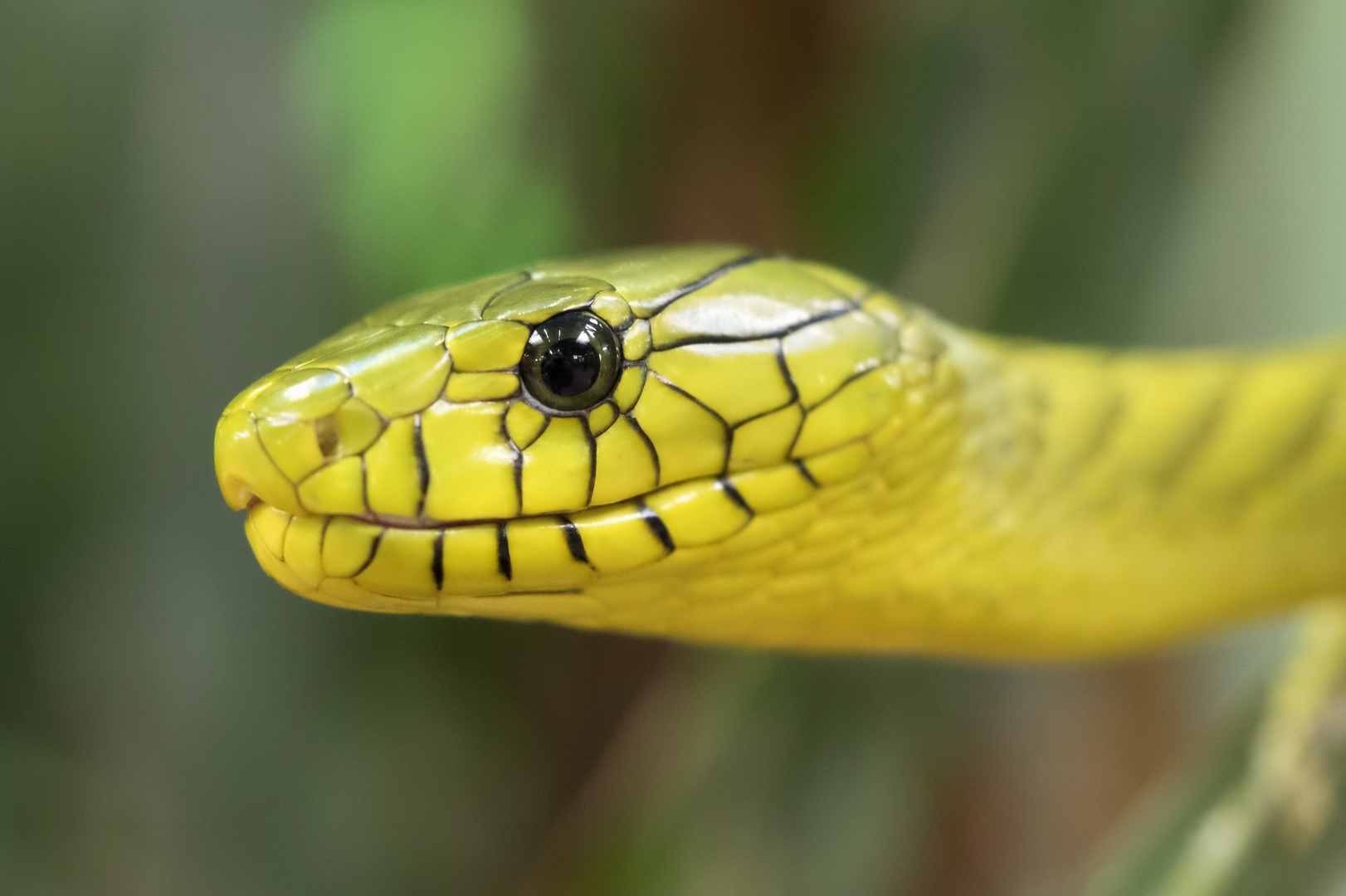 Bộ hình nền loài rắn đẹp độc lạ và ấn tượng nhất thế giới - [Kích thước hình ảnh: 1622x1080 px]