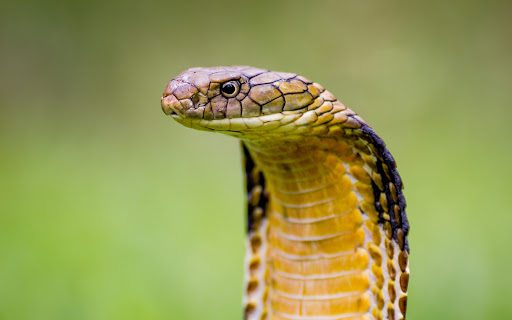 Bộ hình nền loài rắn đẹp độc lạ và ấn tượng nhất thế giới - [Kích thước hình ảnh: 512x320 px]