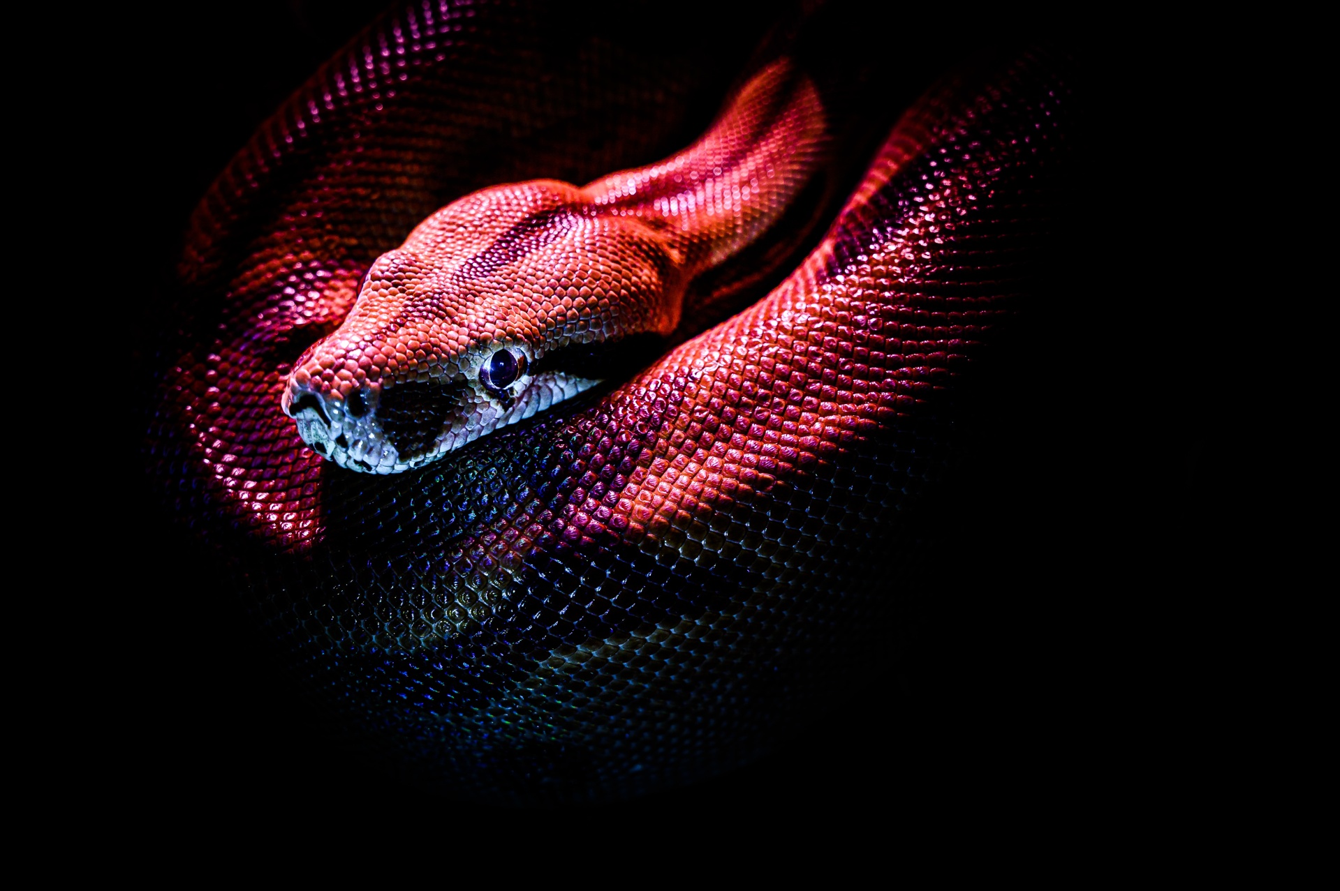 Bộ hình nền loài rắn đẹp độc lạ và ấn tượng nhất thế giới - [Kích thước hình ảnh: 1919x1277 px]
