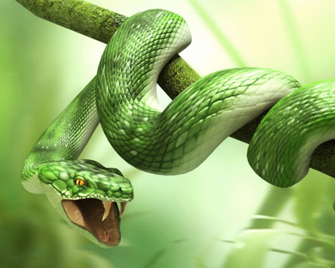 Bộ hình nền loài rắn đẹp độc lạ và ấn tượng nhất thế giới - [Kích thước hình ảnh: 1280x1024 px]
