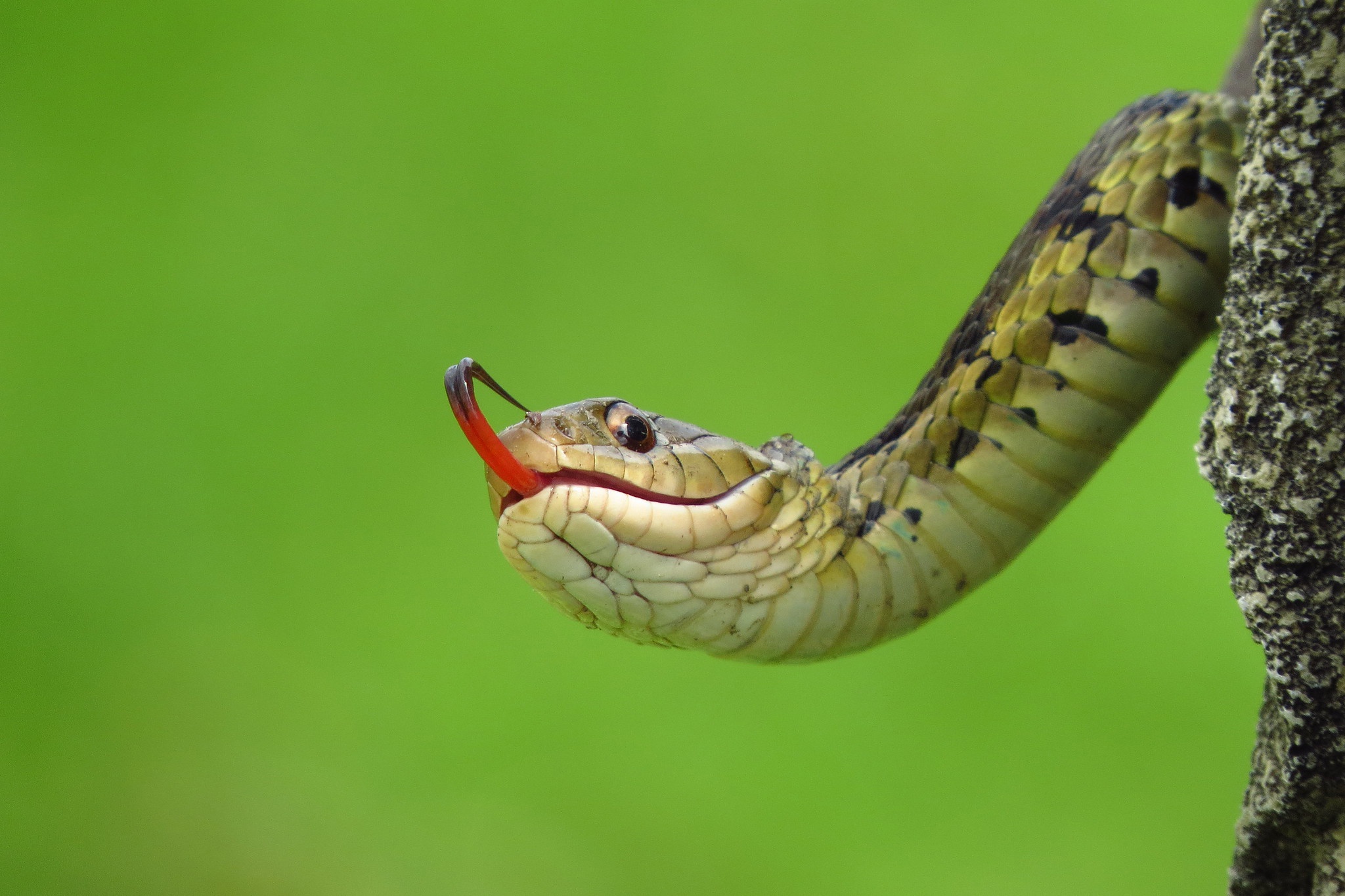 Bộ hình nền loài rắn đẹp độc lạ và ấn tượng nhất thế giới - [Kích thước hình ảnh: 2048x1365 px]