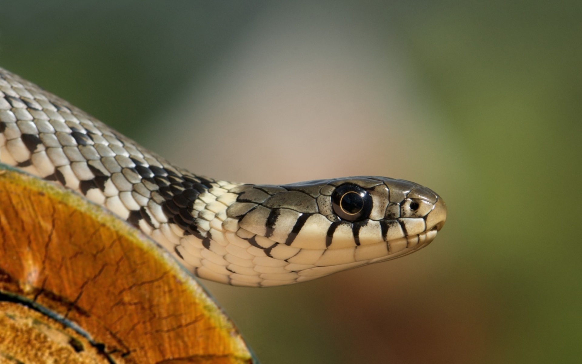 Bộ hình nền loài rắn đẹp độc lạ và ấn tượng nhất thế giới - [Kích thước hình ảnh: 1920x1200 px]