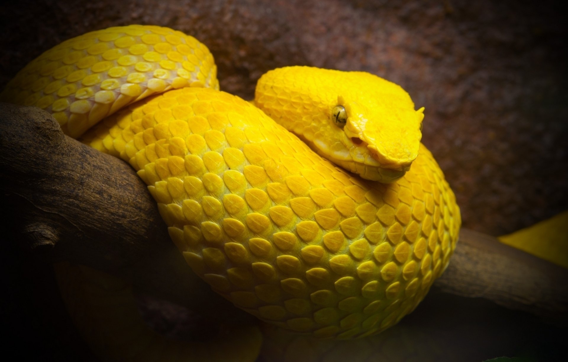 Bộ hình nền loài rắn đẹp độc lạ và ấn tượng nhất thế giới - [Kích thước hình ảnh: 1920x1224 px]