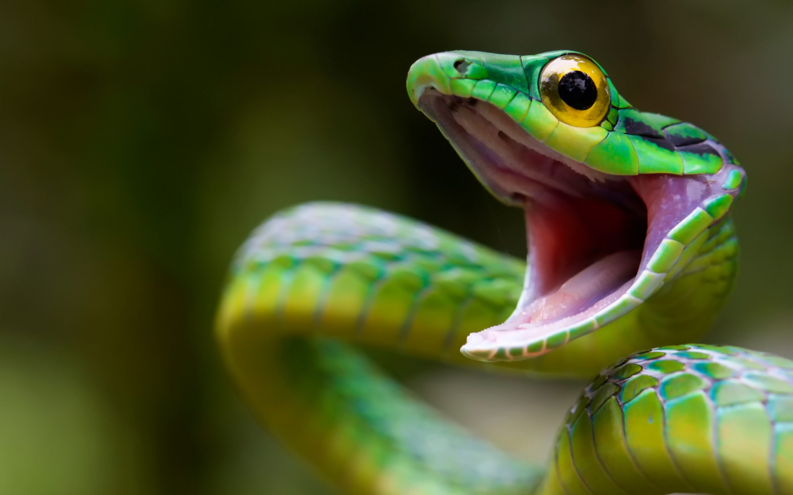 Bộ hình nền loài rắn đẹp độc lạ và ấn tượng nhất thế giới - [Kích thước hình ảnh: 2560x1600 px]