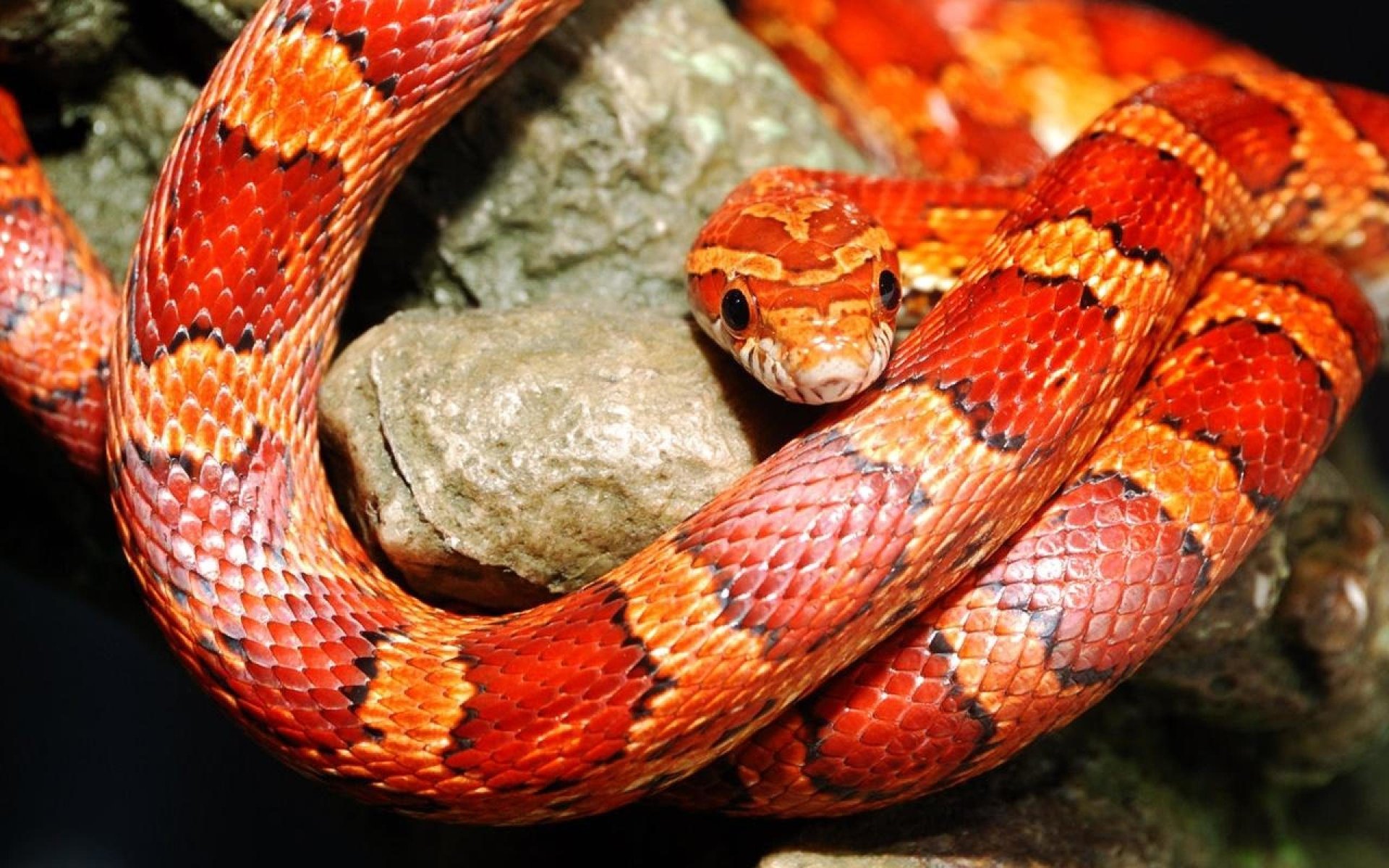 Bộ hình nền loài rắn đẹp độc lạ và ấn tượng nhất thế giới - [Kích thước hình ảnh: 1920x1200 px]