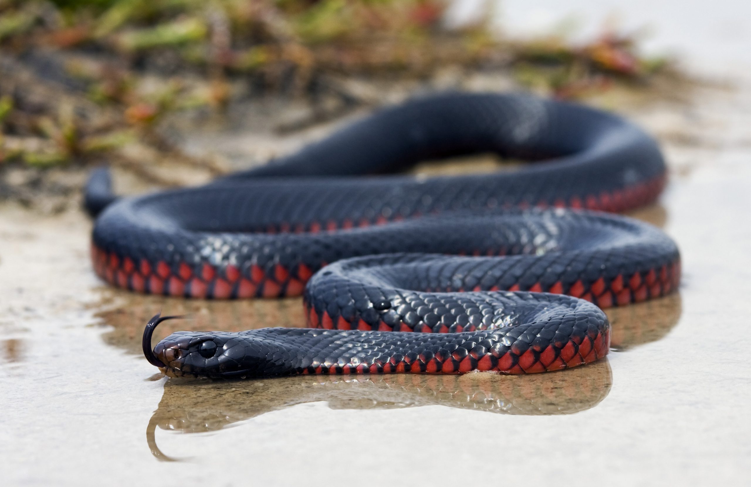 Bộ hình nền loài rắn đẹp độc lạ và ấn tượng nhất thế giới - [Kích thước hình ảnh: 2560x1661 px]