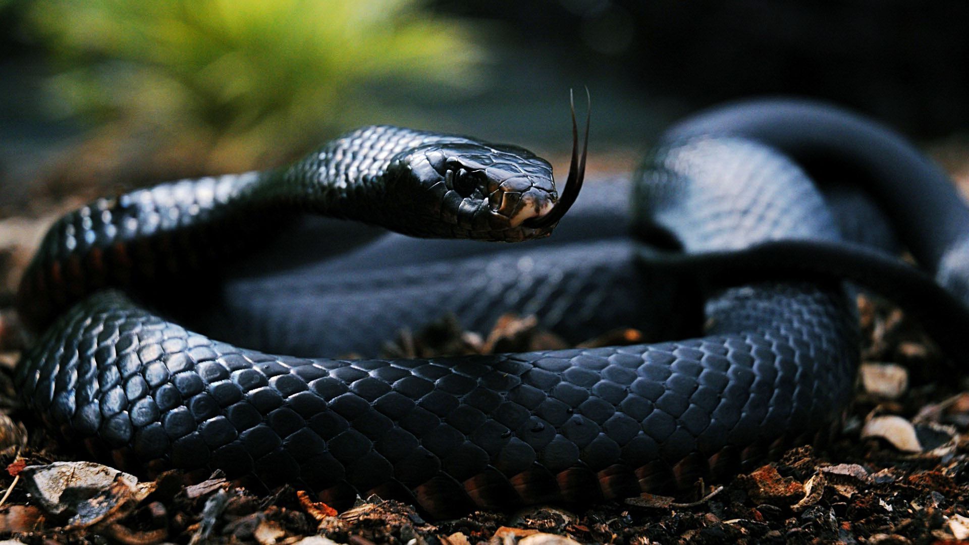 Bộ hình nền loài rắn đẹp độc lạ và ấn tượng nhất thế giới - [Kích thước hình ảnh: 1920x1080 px]