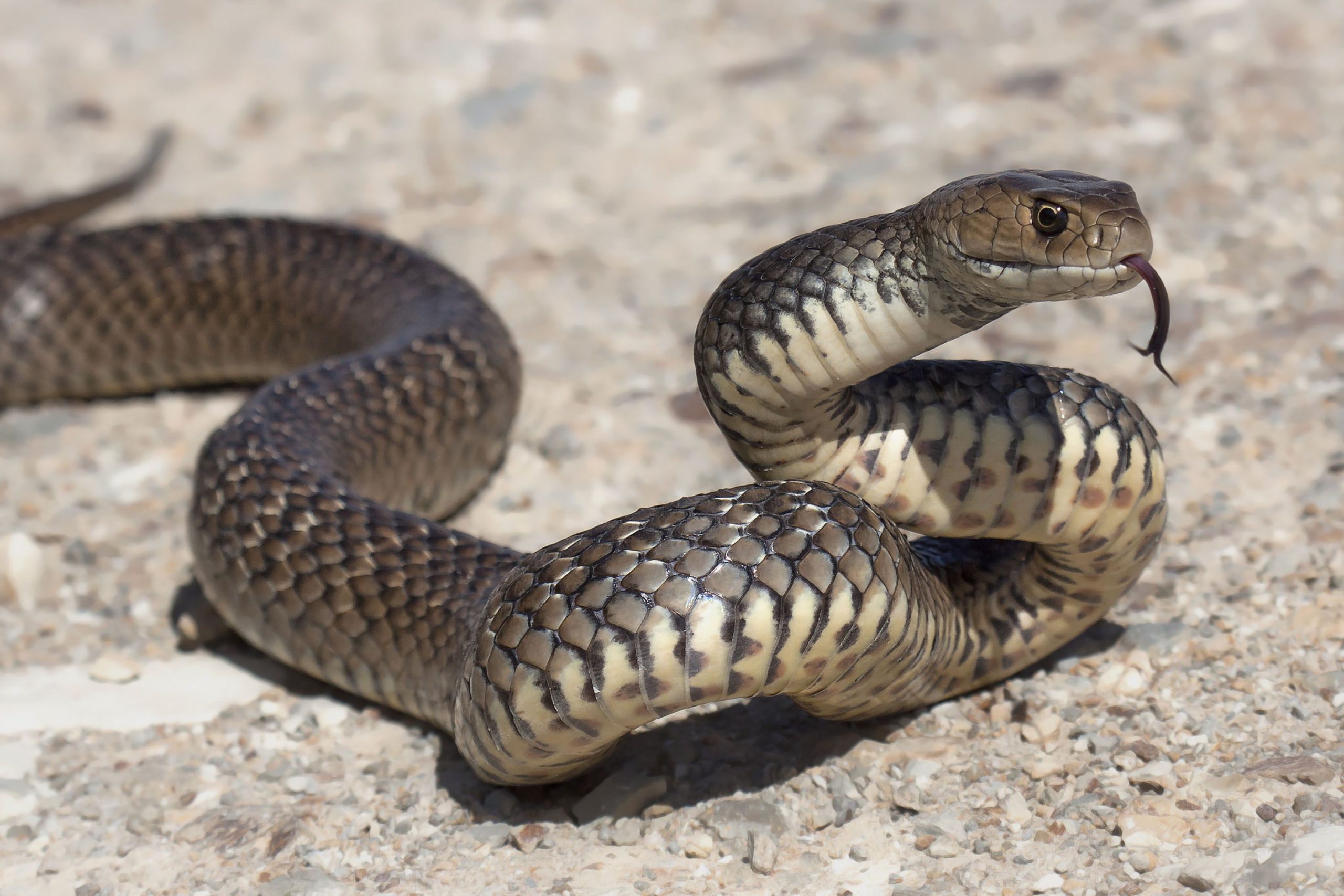 Bộ hình nền loài rắn đẹp độc lạ và ấn tượng nhất thế giới - [Kích thước hình ảnh: 2560x1707 px]