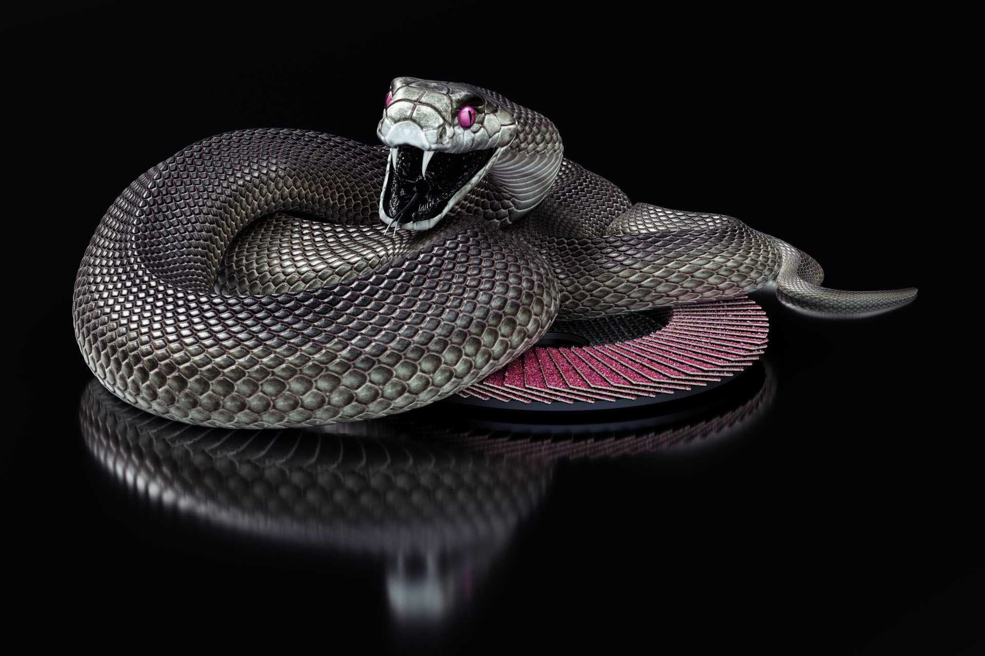 Bộ hình nền loài rắn đẹp độc lạ và ấn tượng nhất thế giới - [Kích thước hình ảnh: 1920x1280 px]