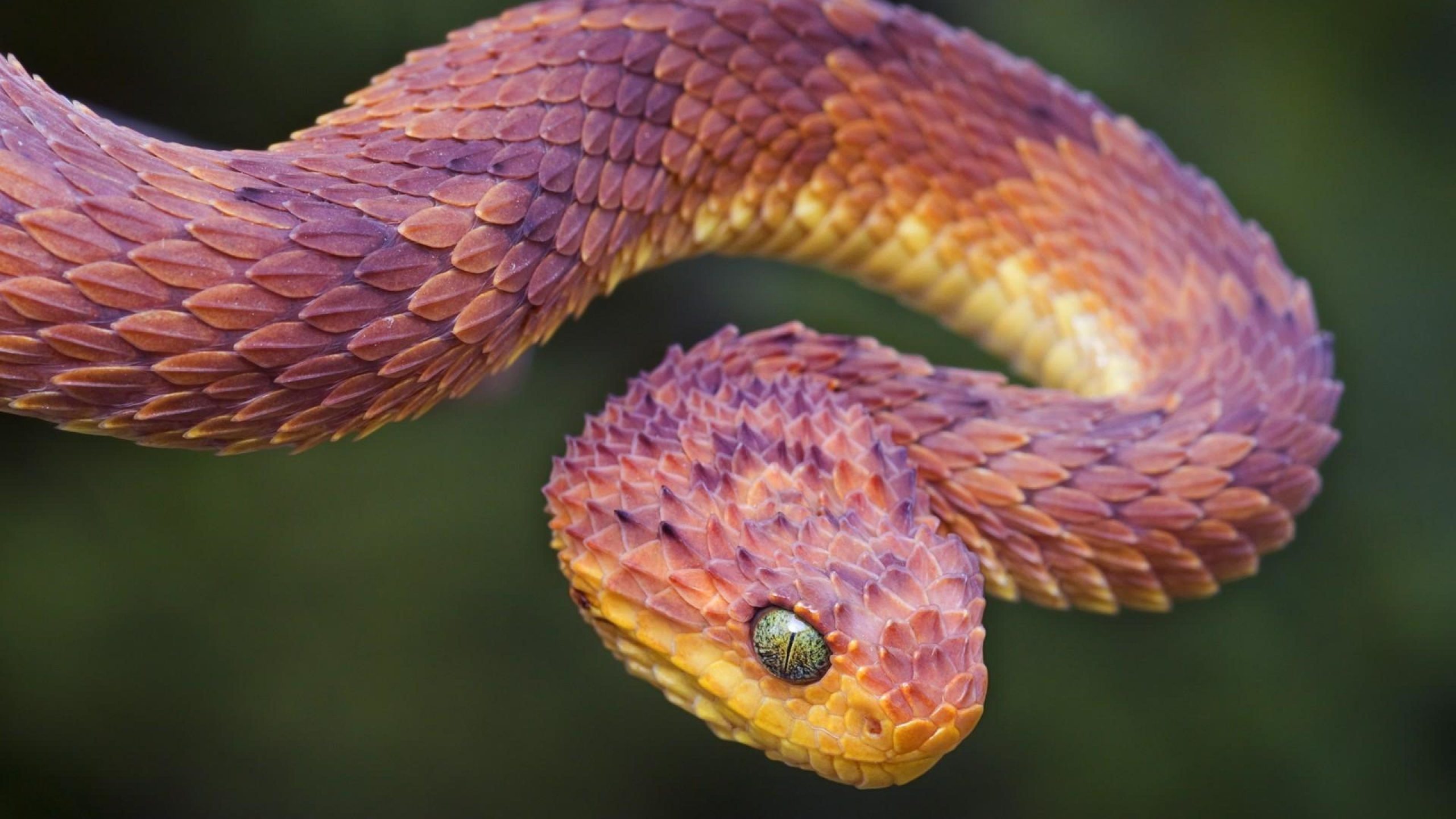 Bộ hình nền loài rắn đẹp độc lạ và ấn tượng nhất thế giới - [Kích thước hình ảnh: 2560x1440 px]