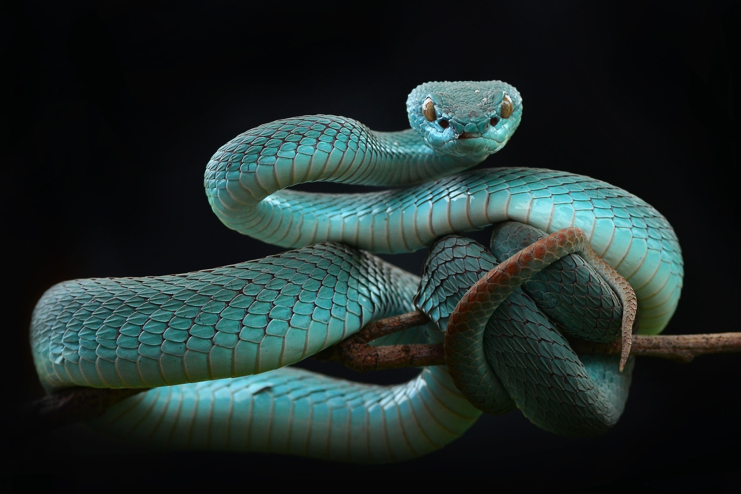 Bộ hình nền loài rắn đẹp độc lạ và ấn tượng nhất thế giới - [Kích thước hình ảnh: 2499x1666 px]