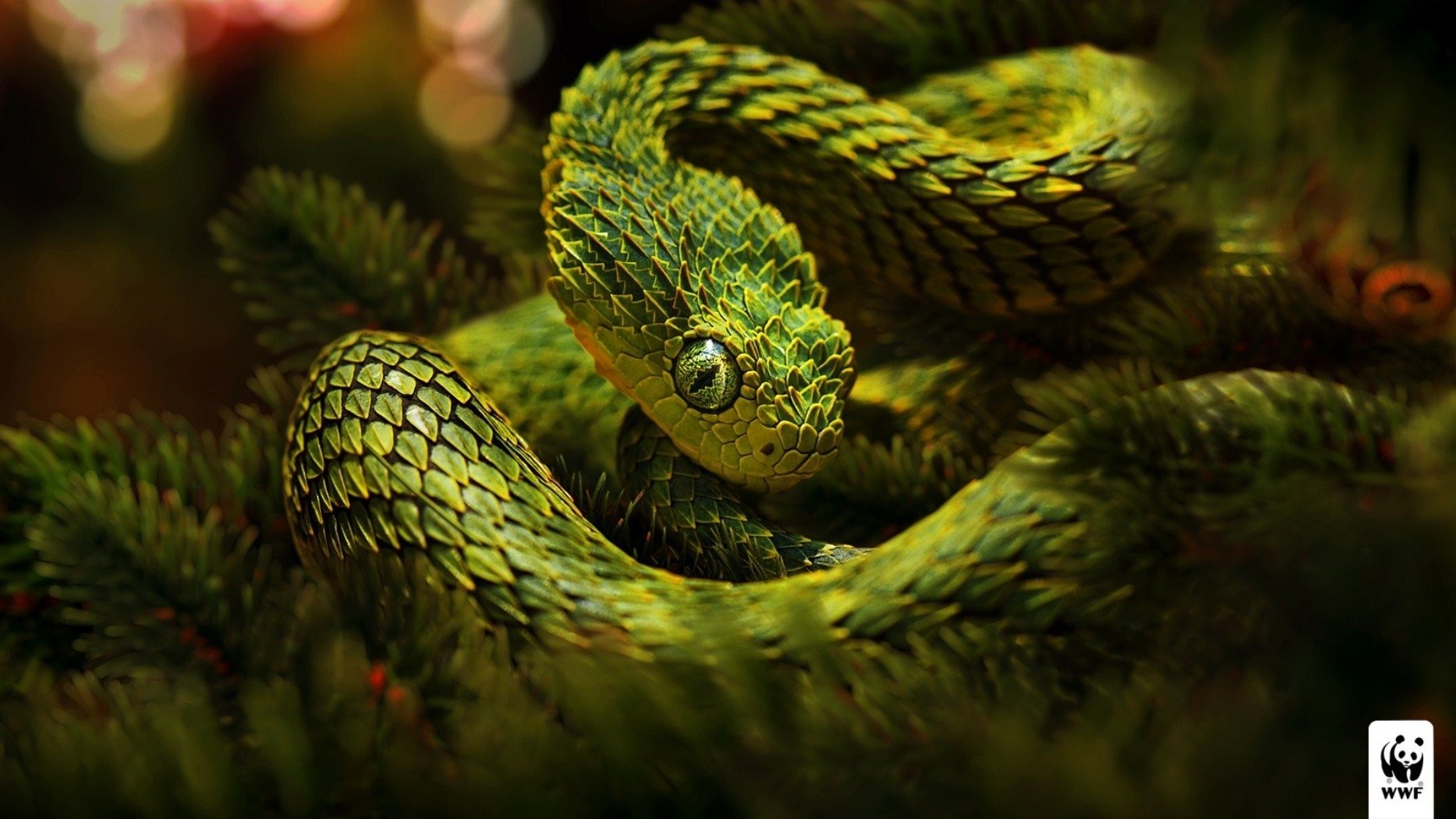 Bộ hình nền loài rắn đẹp độc lạ và ấn tượng nhất thế giới - [Kích thước hình ảnh: 1867x1050 px]