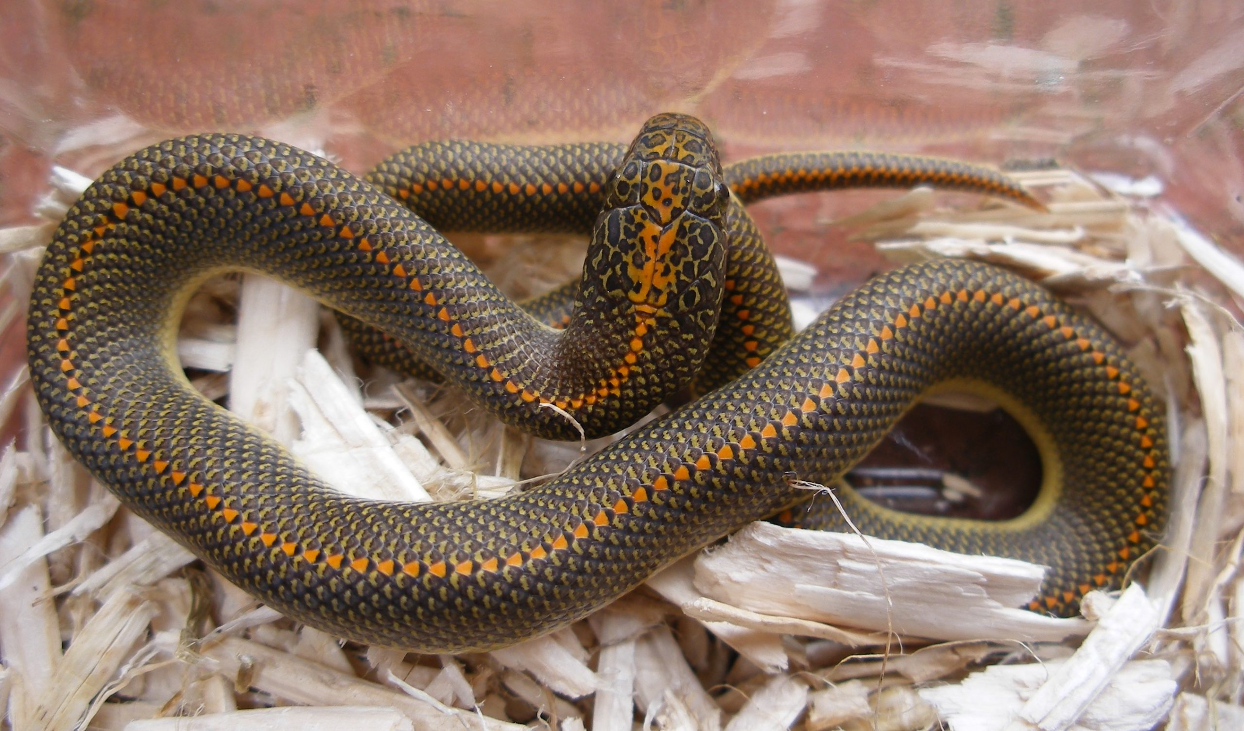 Bộ hình nền loài rắn đẹp độc lạ và ấn tượng nhất thế giới - [Kích thước hình ảnh: 2560x1504 px]
