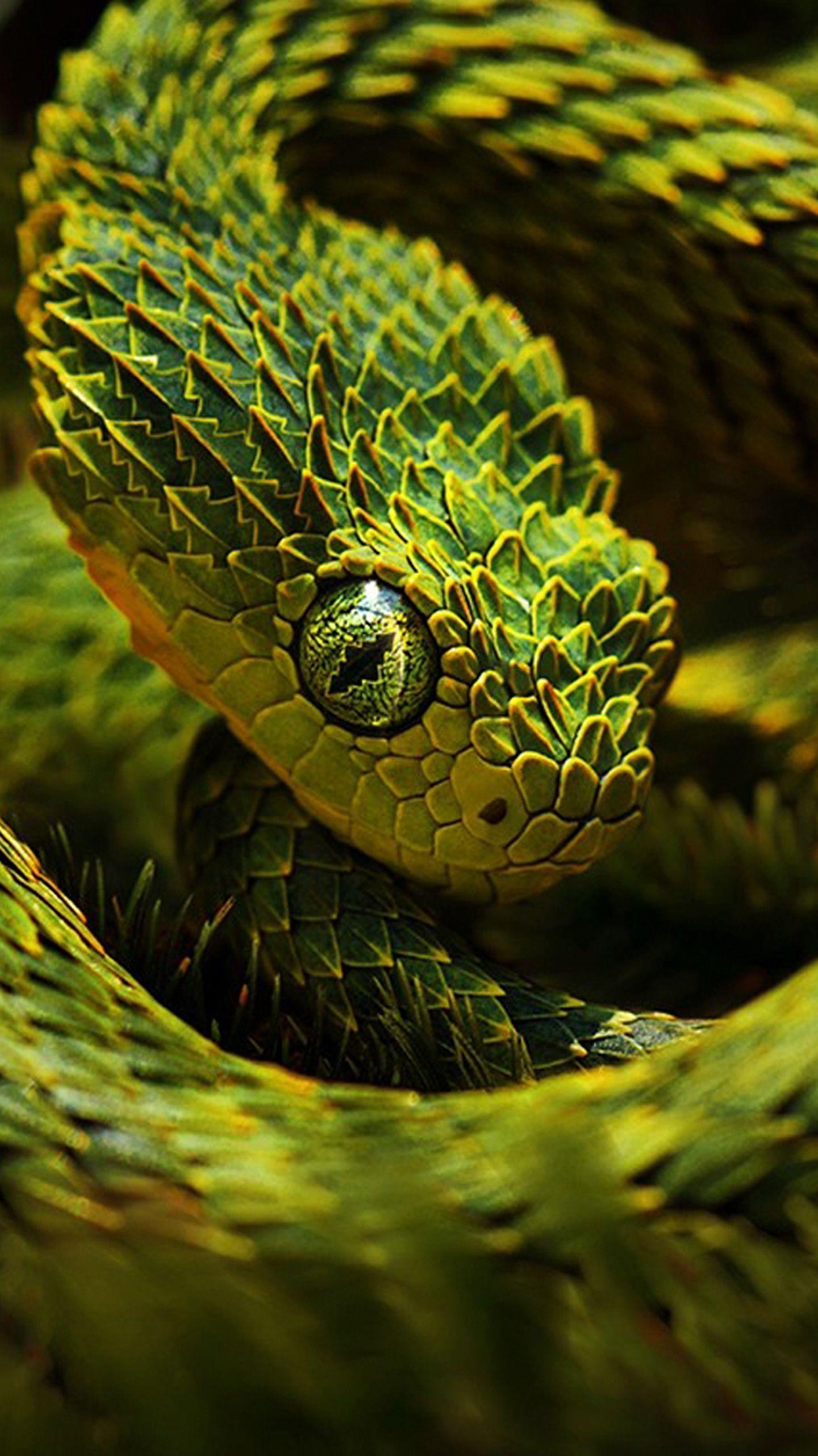 Bộ hình nền loài rắn đẹp độc lạ và ấn tượng nhất thế giới - [Kích thước hình ảnh: 1440x2560 px]