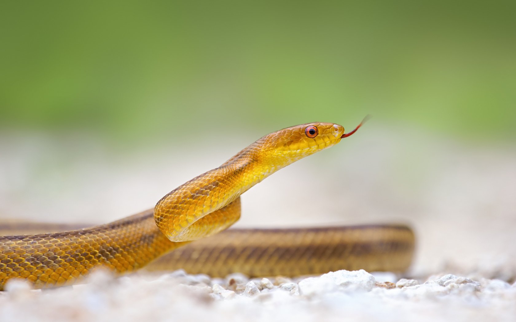 Bộ hình nền loài rắn đẹp độc lạ và ấn tượng nhất thế giới - [Kích thước hình ảnh: 1680x1050 px]