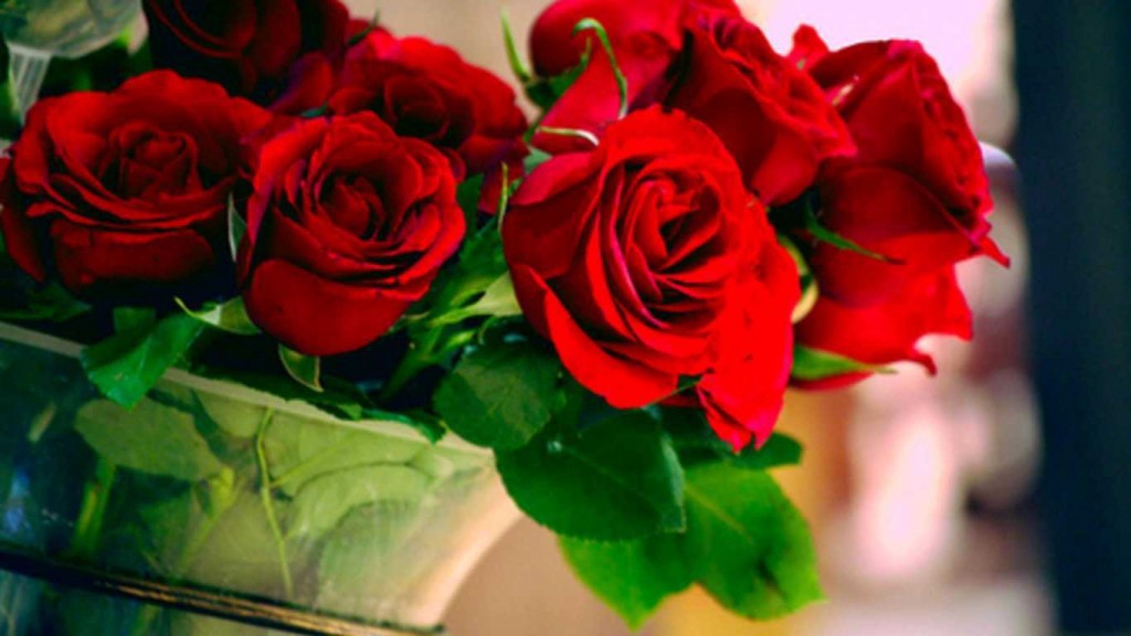 Tuyển tập những hình ảnh hoa hồng đẹp và ý nghĩa của những đóa hoa hồng có thể chưa biết - [Kích thước hình ảnh: 1024x576 px]