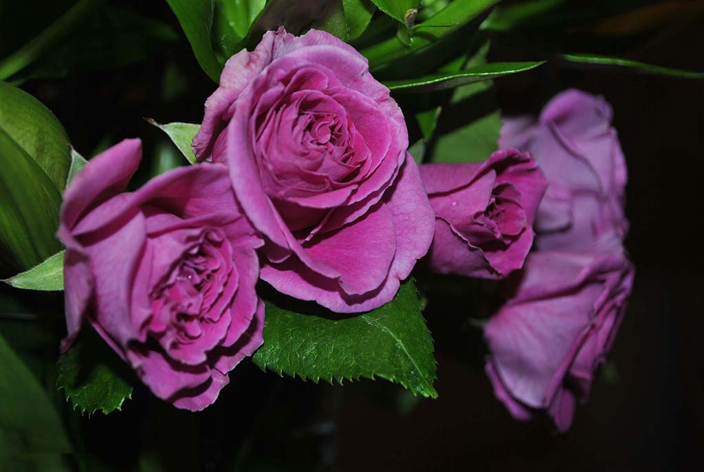 Tuyển tập những hình ảnh hoa hồng đẹp và ý nghĩa của những đóa hoa hồng có thể chưa biết - [Kích thước hình ảnh: 1024x687 px]
