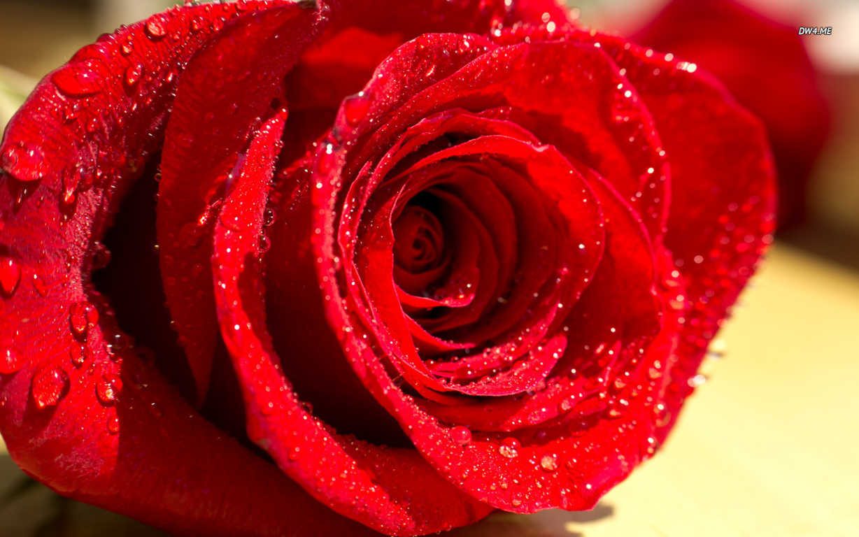 Tuyển tập những hình ảnh hoa hồng đẹp và ý nghĩa của những đóa hoa hồng có thể chưa biết - [Kích thước hình ảnh: 1228x768 px]