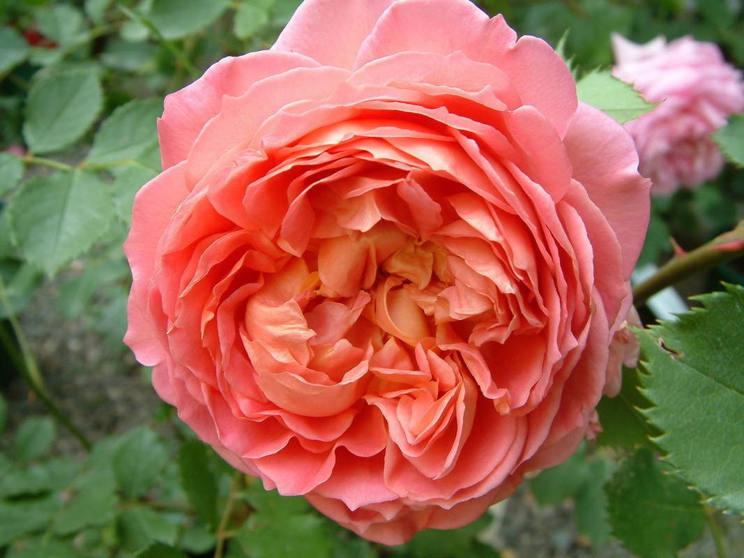 Tuyển tập những hình ảnh hoa hồng đẹp và ý nghĩa của những đóa hoa hồng có thể chưa biết - [Kích thước hình ảnh: 1067x800 px]