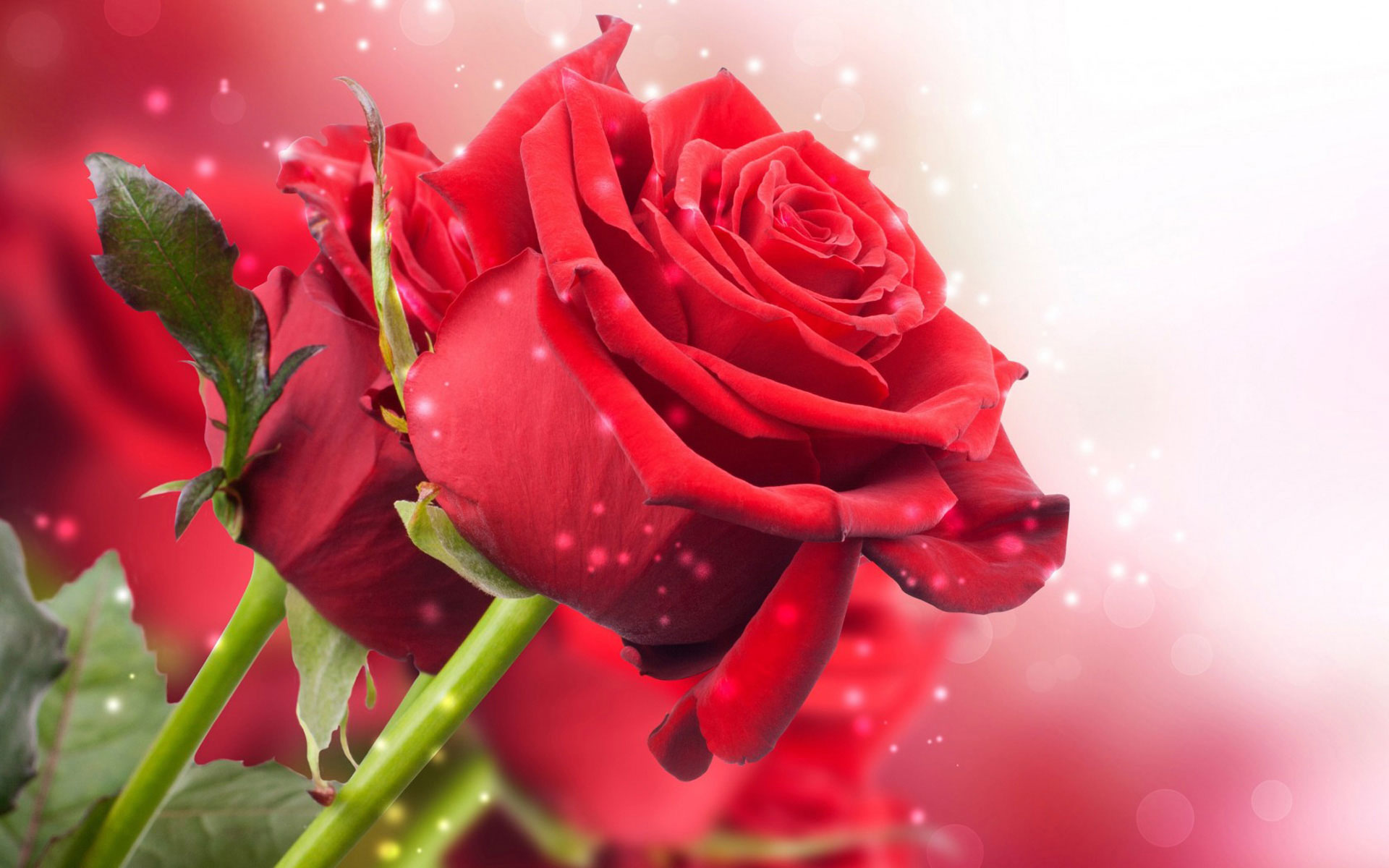 Tuyển tập những hình ảnh hoa hồng đẹp và ý nghĩa của những đóa hoa hồng có thể chưa biết - [Kích thước hình ảnh: 1920x1200 px]
