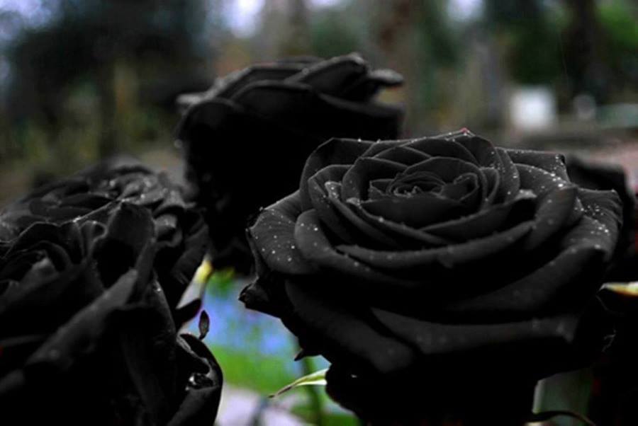 Tuyển tập những hình ảnh hoa hồng đẹp và ý nghĩa của những đóa hoa hồng có thể chưa biết - [Kích thước hình ảnh: 900x602 px]