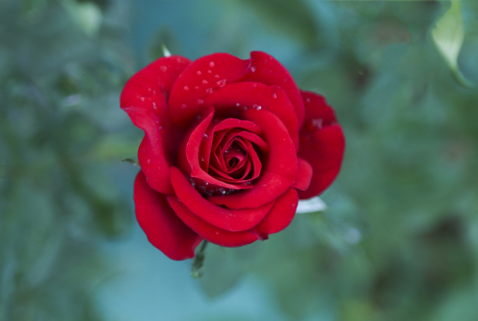 Tuyển tập những hình ảnh hoa hồng đẹp và ý nghĩa của những đóa hoa hồng có thể chưa biết - [Kích thước hình ảnh: 960x645 px]
