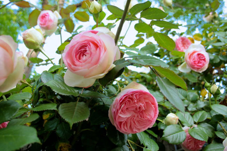 Tuyển tập những hình ảnh hoa hồng đẹp và ý nghĩa của những đóa hoa hồng có thể chưa biết - [Kích thước hình ảnh: 900x600 px]