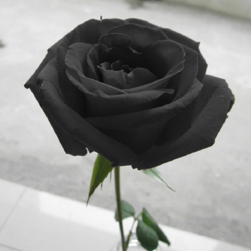 Tuyển tập những hình ảnh hoa hồng đẹp và ý nghĩa của những đóa hoa hồng có thể chưa biết - [Kích thước hình ảnh: 800x800 px]