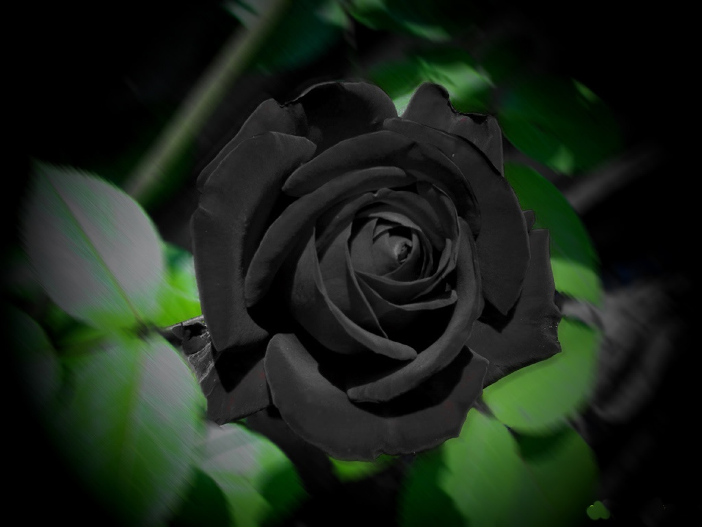 Tuyển tập những hình ảnh hoa hồng đẹp và ý nghĩa của những đóa hoa hồng có thể chưa biết - [Kích thước hình ảnh: 1024x768 px]