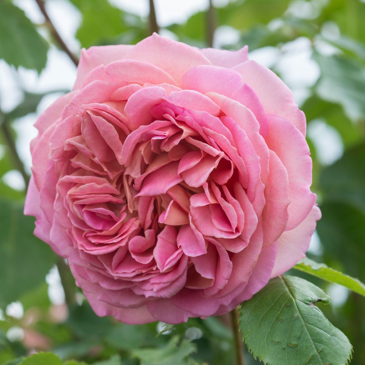 Tuyển tập những hình ảnh hoa hồng đẹp và ý nghĩa của những đóa hoa hồng có thể chưa biết - [Kích thước hình ảnh: 1200x1200 px]