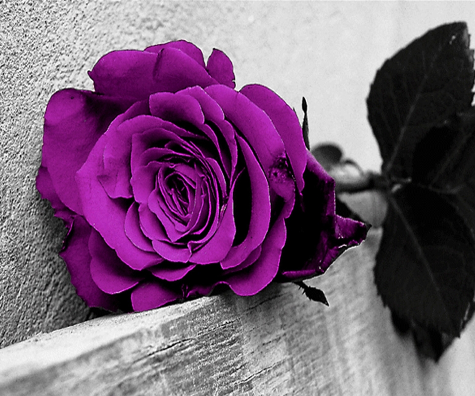 Tuyển tập những hình ảnh hoa hồng đẹp và ý nghĩa của những đóa hoa hồng có thể chưa biết - [Kích thước hình ảnh: 960x800 px]