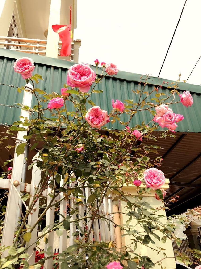 Tuyển tập những hình ảnh hoa hồng đẹp và ý nghĩa của những đóa hoa hồng có thể chưa biết - [Kích thước hình ảnh: 852x1136 px]