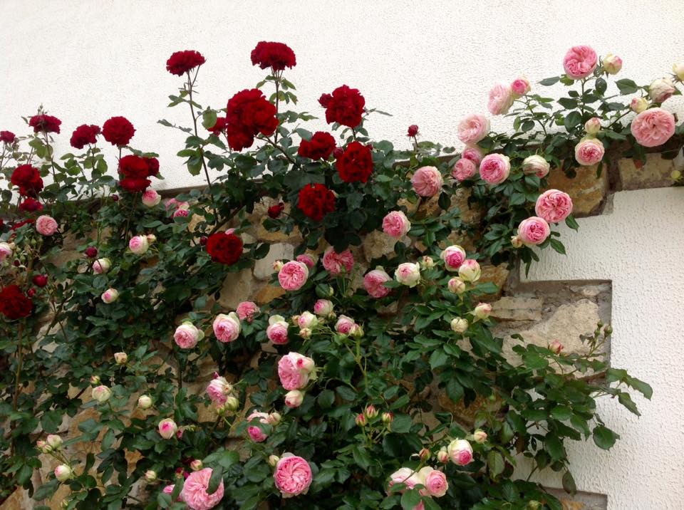 Tuyển tập những hình ảnh hoa hồng đẹp và ý nghĩa của những đóa hoa hồng có thể chưa biết - [Kích thước hình ảnh: 960x716 px]