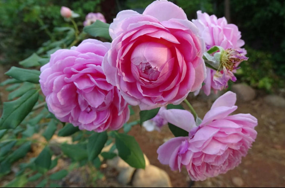 Tuyển tập những hình ảnh hoa hồng đẹp và ý nghĩa của những đóa hoa hồng có thể chưa biết - [Kích thước hình ảnh: 945x625 px]