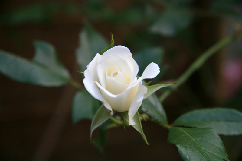 Tuyển tập những hình ảnh hoa hồng đẹp và ý nghĩa của những đóa hoa hồng có thể chưa biết - [Kích thước hình ảnh: 800x534 px]