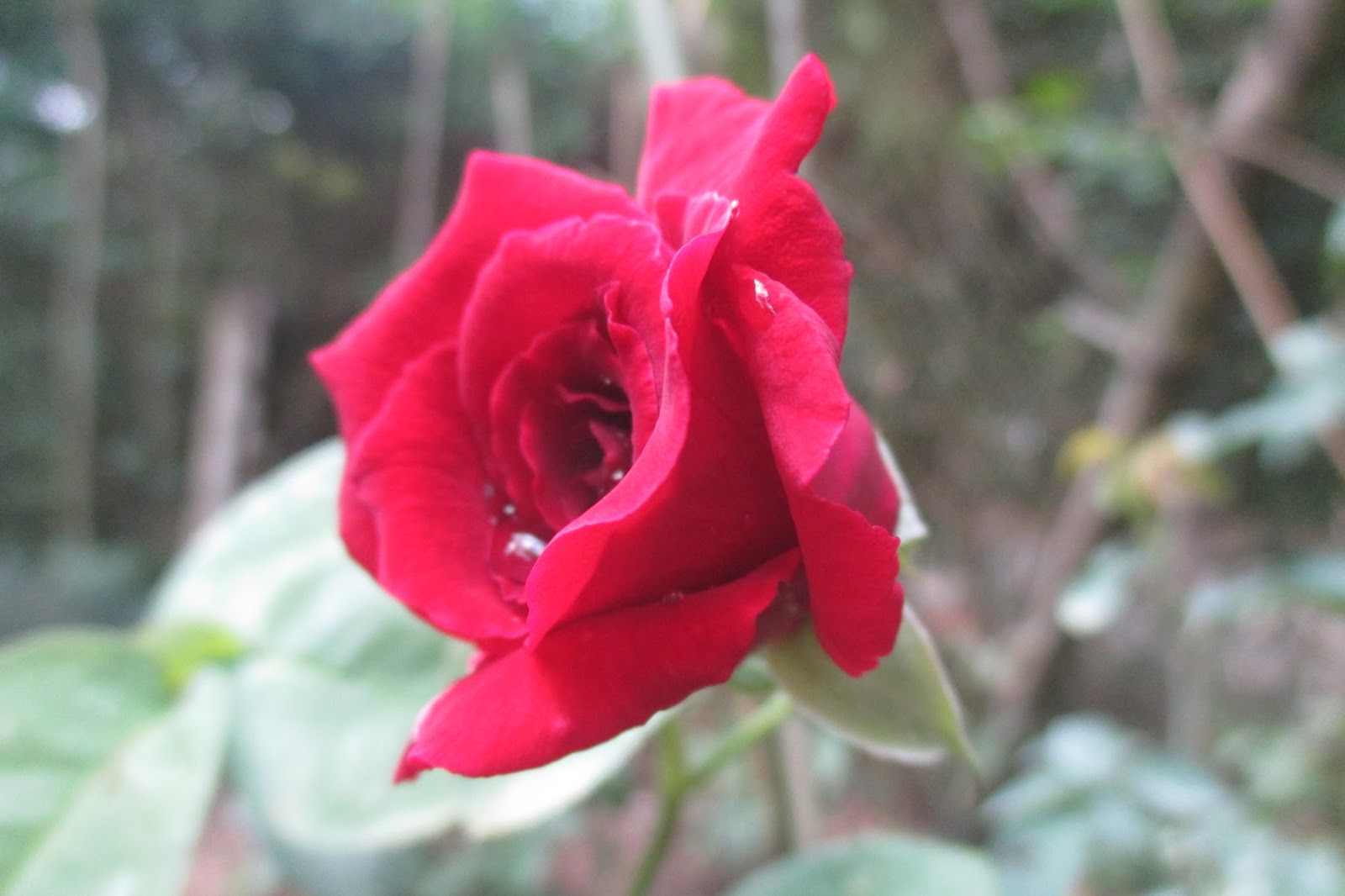 Tuyển tập những hình ảnh hoa hồng đẹp và ý nghĩa của những đóa hoa hồng có thể chưa biết - [Kích thước hình ảnh: 1600x1066 px]