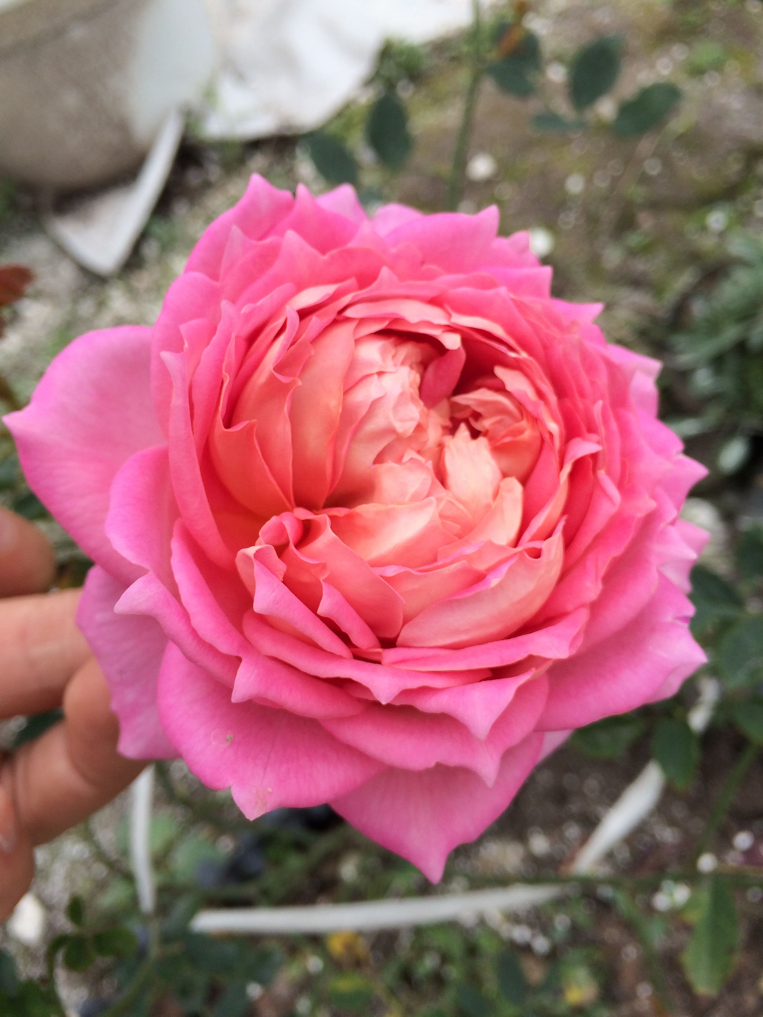 Tuyển tập những hình ảnh hoa hồng đẹp và ý nghĩa của những đóa hoa hồng có thể chưa biết - [Kích thước hình ảnh: 2448x3264 px]